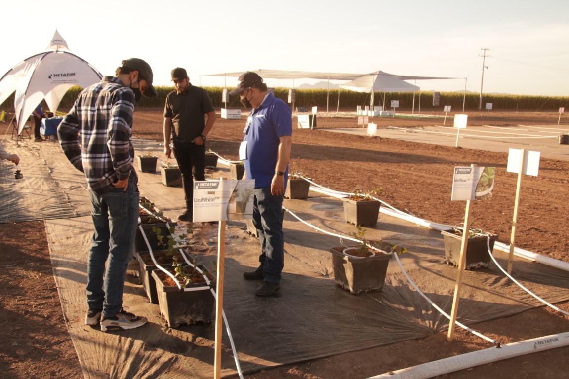 Campo demostrativo